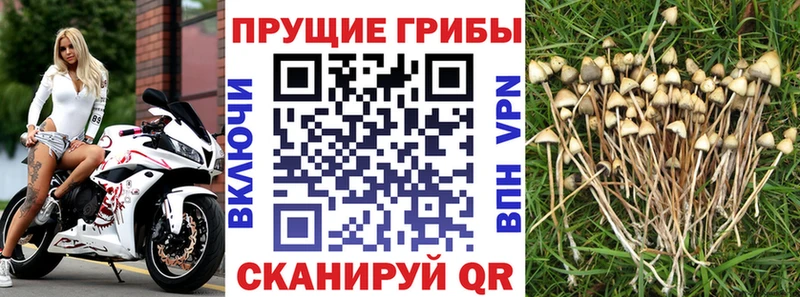 Галлюциногенные грибы прущие грибы  Купить  Лениногорск 